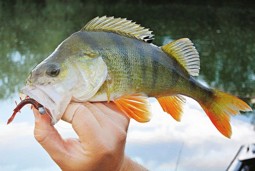 Zeige Produkte für Kategorie Egli/Barsch Köder Bild für Kategorie Egli/Barsch Köder