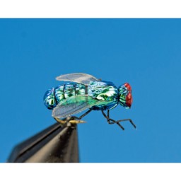 Bild von TROCKENFLIEGE SCHMEISSFLIEGE