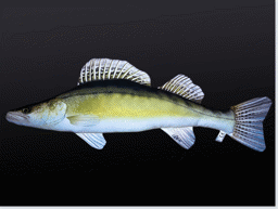 Bild von STOFF-FISCH ZANDER