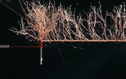 Zeige Details für VENIARD HACKLE FLASH Bild von VENIARD HACKLE FLASH