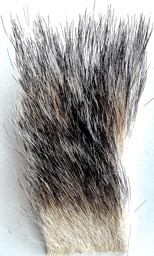 Zeige Details für DACHSHAAR Bild von DACHSHAAR