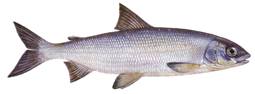 Immagine per categoria Felchen-Fischen