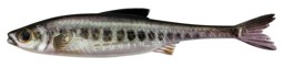 Picture of REAL RIDER FISH TAIL VAI