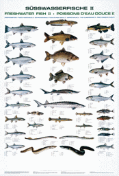 Afficher les détails pour JENZI FISCHTAFEL SÜSSWASSER FISCHE II Image de JENZI FISCHTAFEL SÜSSWASSER FISCHE II