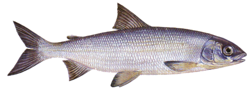 Immagine per categoria Felchen-Fischen