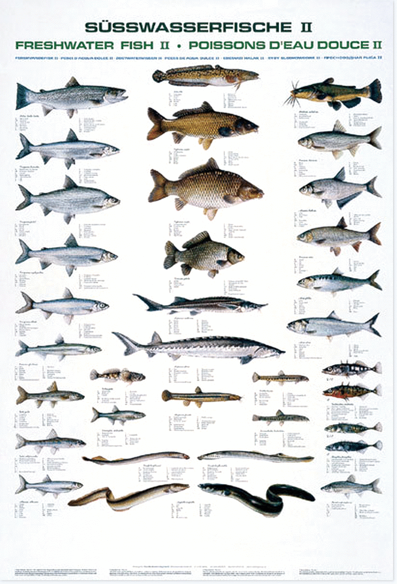 Image de JENZI FISCHTAFEL SÜSSWASSER FISCHE II