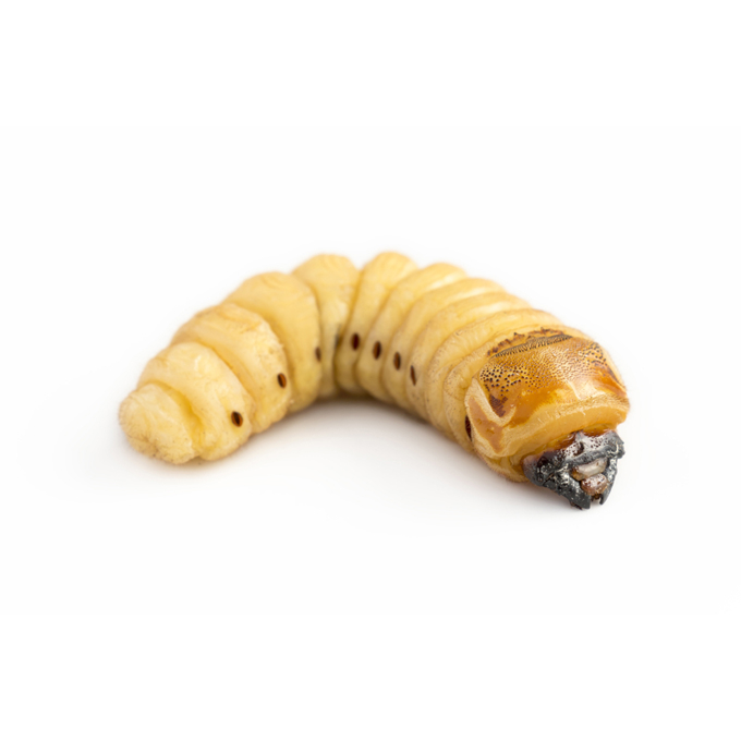 Picture of Wachsmaden / Bienenmaden, lebend (Dose mit Sägemehl)