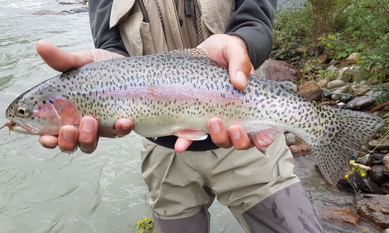 Images de la catégorie Forellen-Fischen