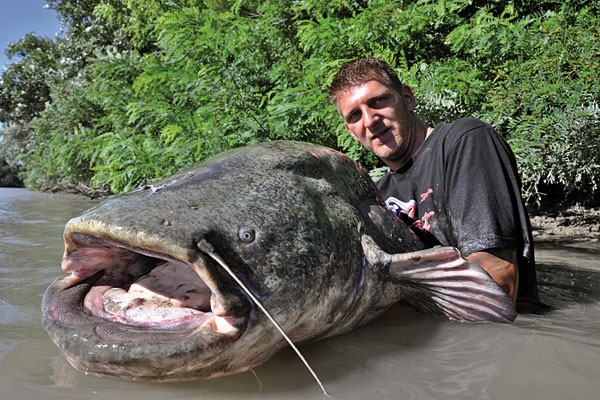 Bild für Kategorie Wels-Fischen