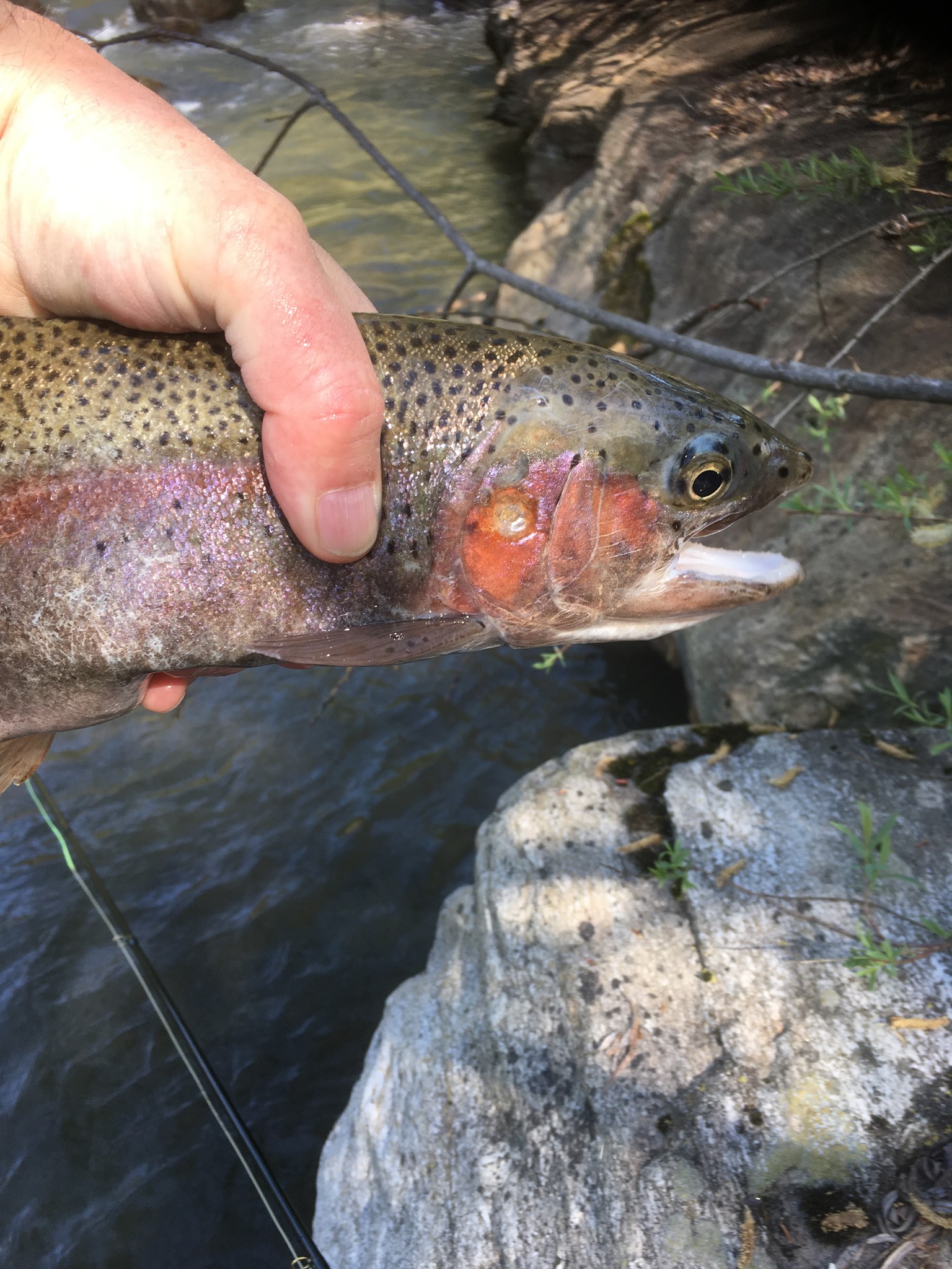 FUNFISH Fischereiartikel. Fliegenfischer-Ferien Südtirol 2018