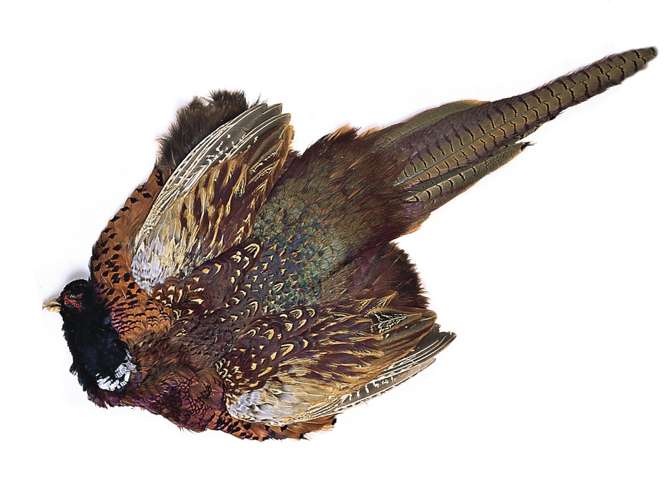 Bild von VENIARD PHEASANT COCK COMPLET