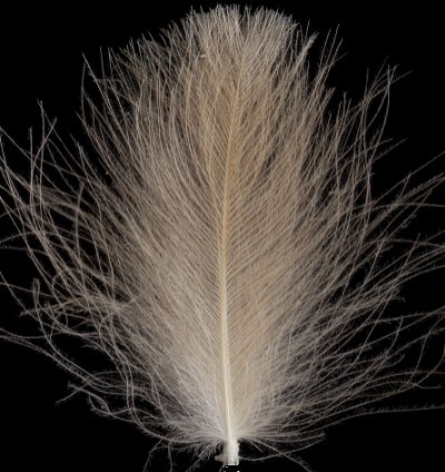 Bild von SWISSCDC FEDERN - FINEST FEATHERS LIGHT BROWN
