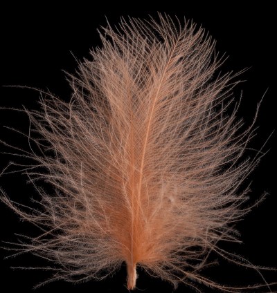 Bild von SWISSCDC FEDERN - FINEST FEATHERS ORANGE