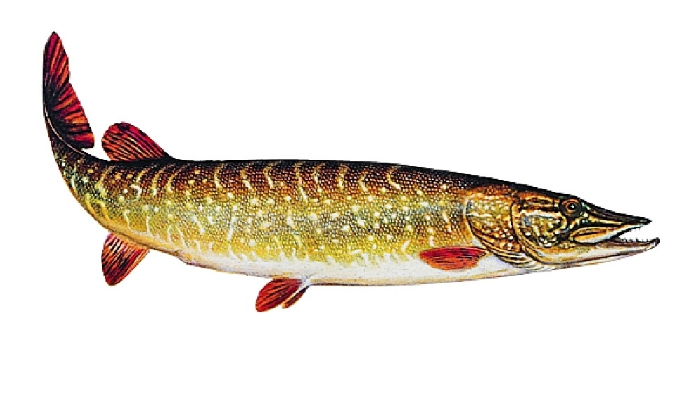 Bild von JENZI AUFKLEBER HECHT