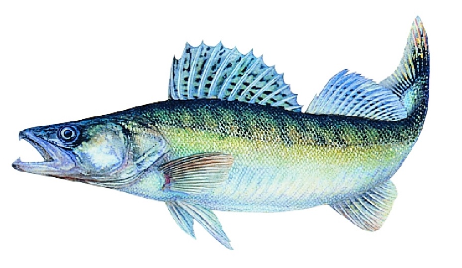 Bild von JENZI AUFKLEBER ZANDER